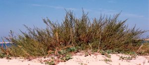 Artemisia Crithmifolia / Campestris