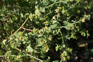 Euphorbia Rastrera